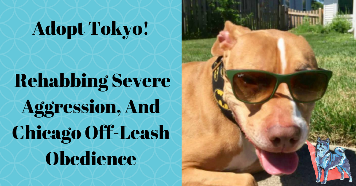 Rehabbing Severe Aggression