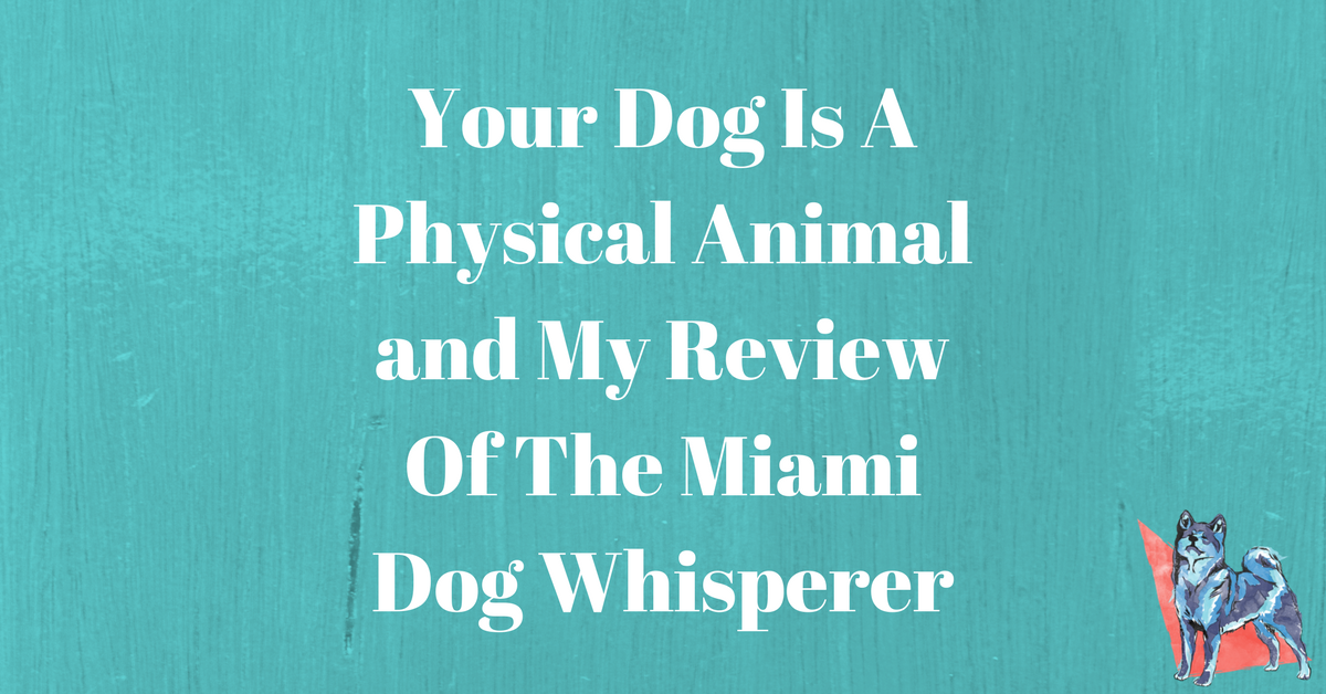 Your Dog Is A Physical Animal and My Review Of The Miami Dog Whisperer