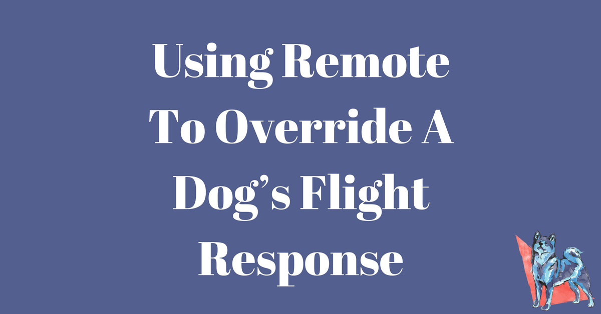 Dog Treadmill Training: Overcoming Flight Response Using a Remote Collar