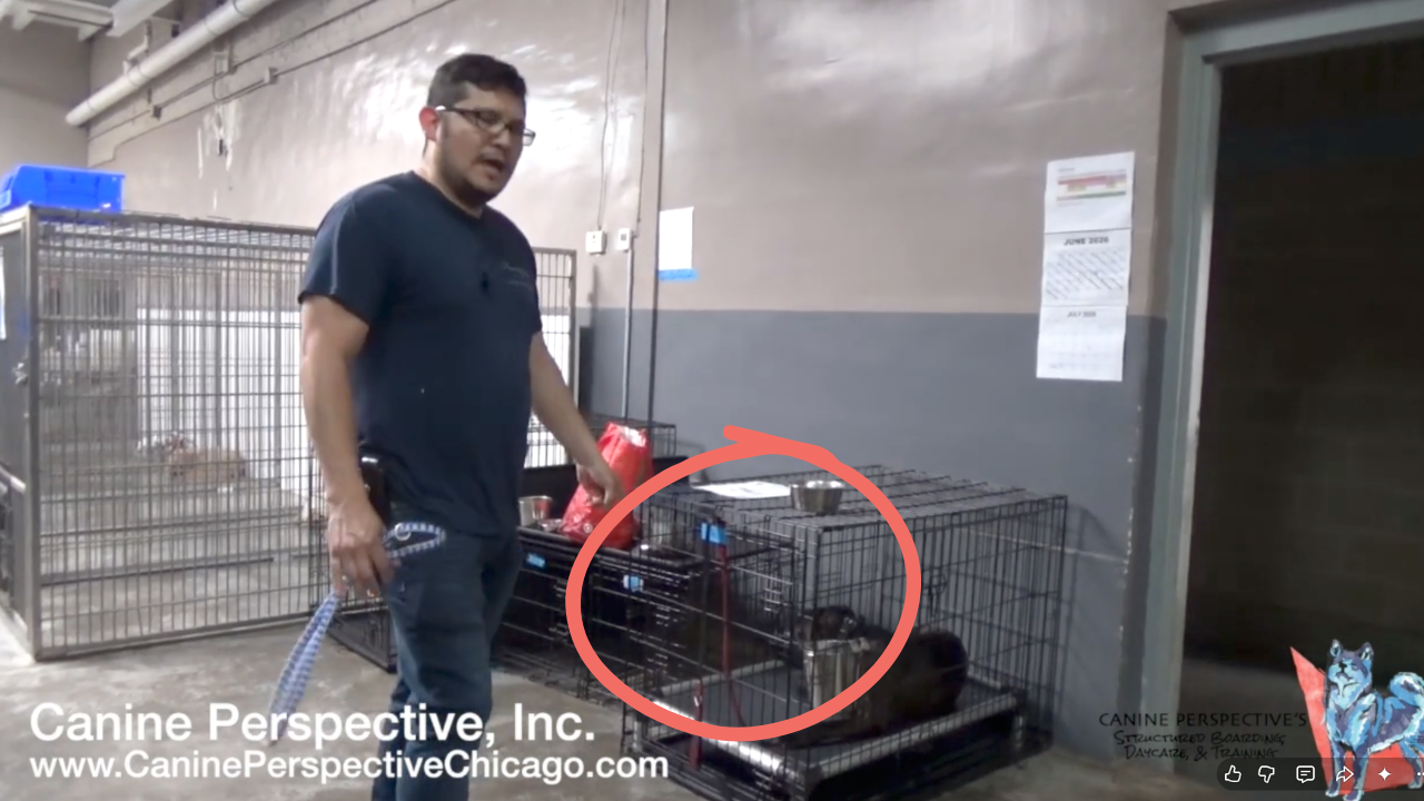 Professional dog trainer demonstrating safe handling techniques for a reactive dog inside a kennel using a leash to reduce defensive behavior during boarding and training.