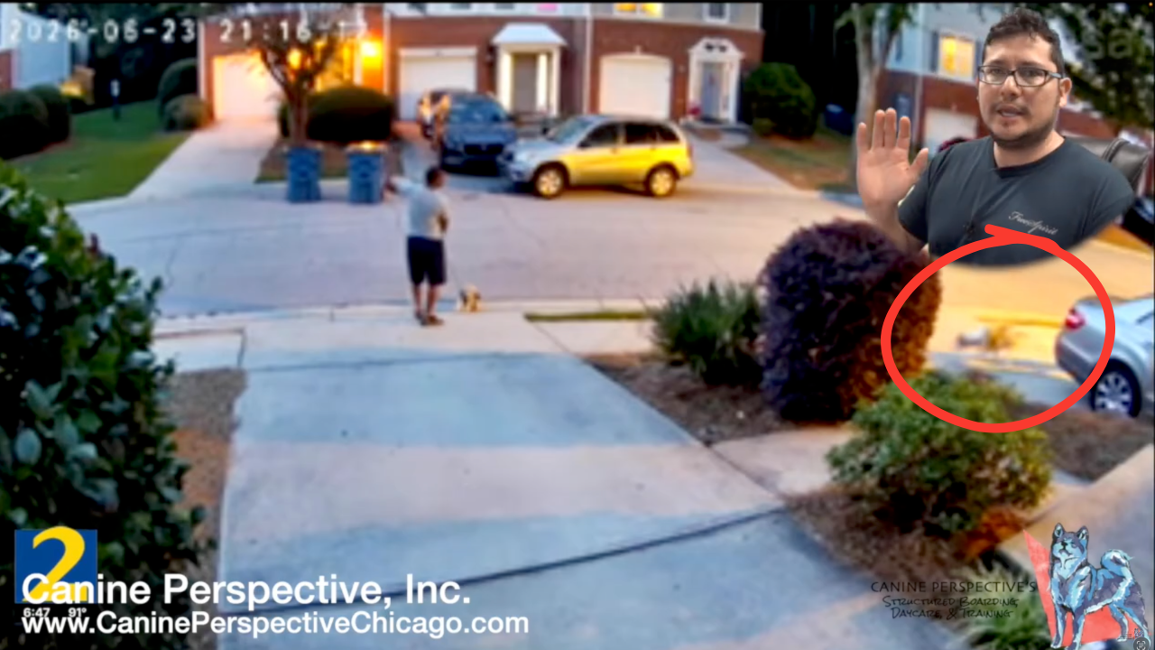 Security camera footage showing a dog attack unfolding as a small dog owner encounters a larger dog on a retractable leash, with a professional dog trainer explaining the warning signs and prevention strategies.