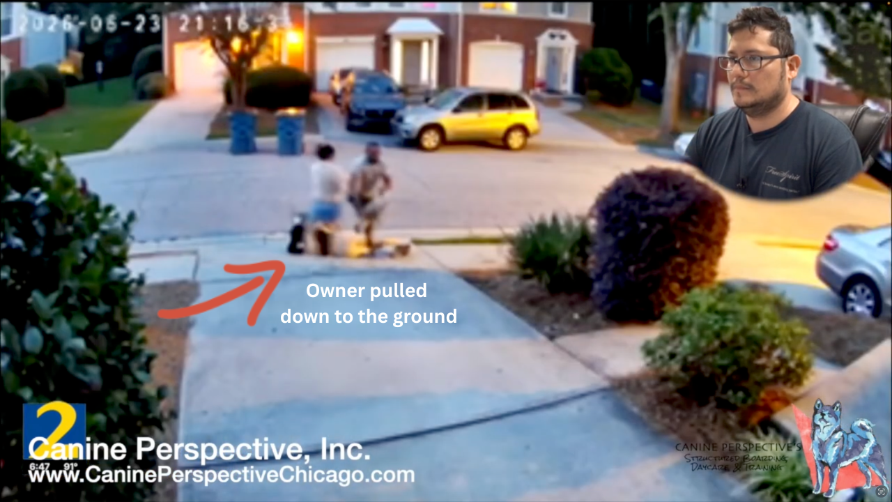 Security camera footage showing a dog owner being pulled to the ground during an aggressive dog attack while a professional dog trainer analyzes the incident and explains how better leash control and early intervention could have prevented it.