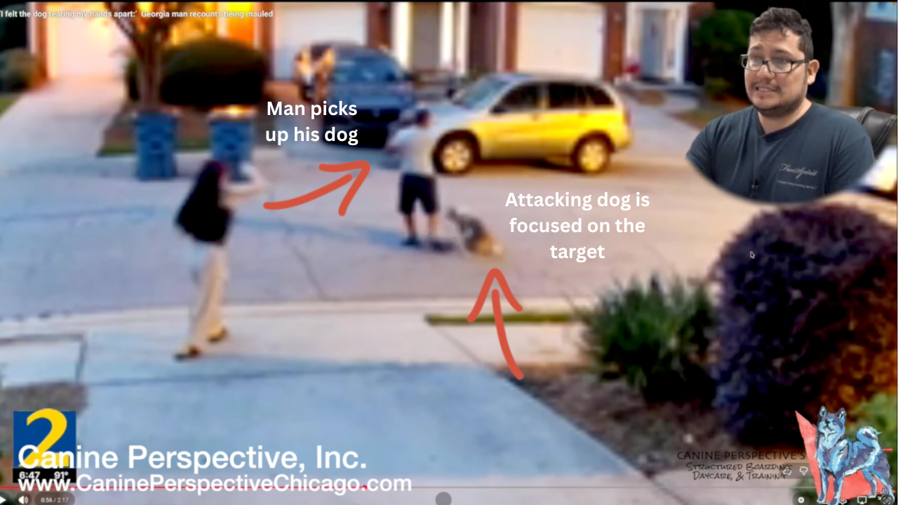 Security camera footage showing a man picking up his small dog while an aggressive dog remains focused on its target, as a professional dog trainer explains prey drive, dog behavior, and attack prevention.