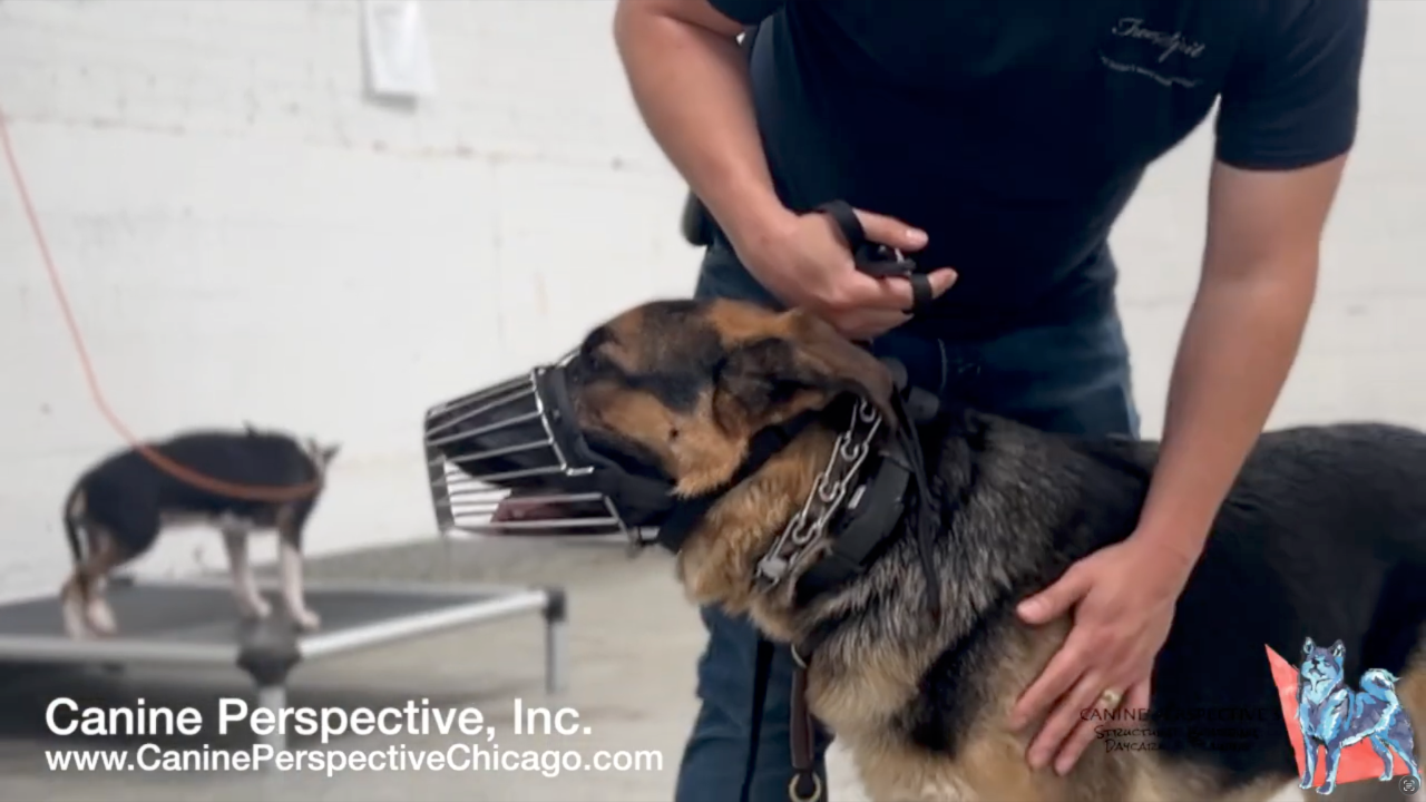Professional dog trainer observing a relaxed dog with an open mouth while adjusting training equipment.