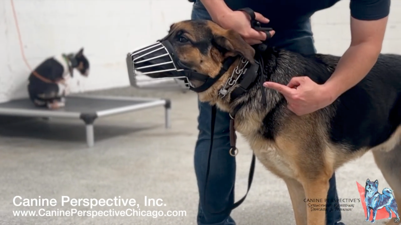 Professional dog trainer observing a reactive dog's body language while safely handling and adjusting a training collar during behavior training.