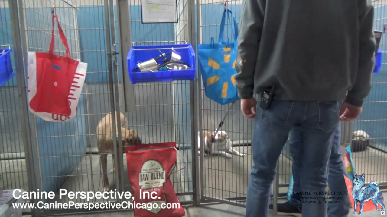 Fear-aggressive dog being safely removed from a kennel by a professional trainer using controlled handling techniques during a Board & Train behavior rehabilitation program.