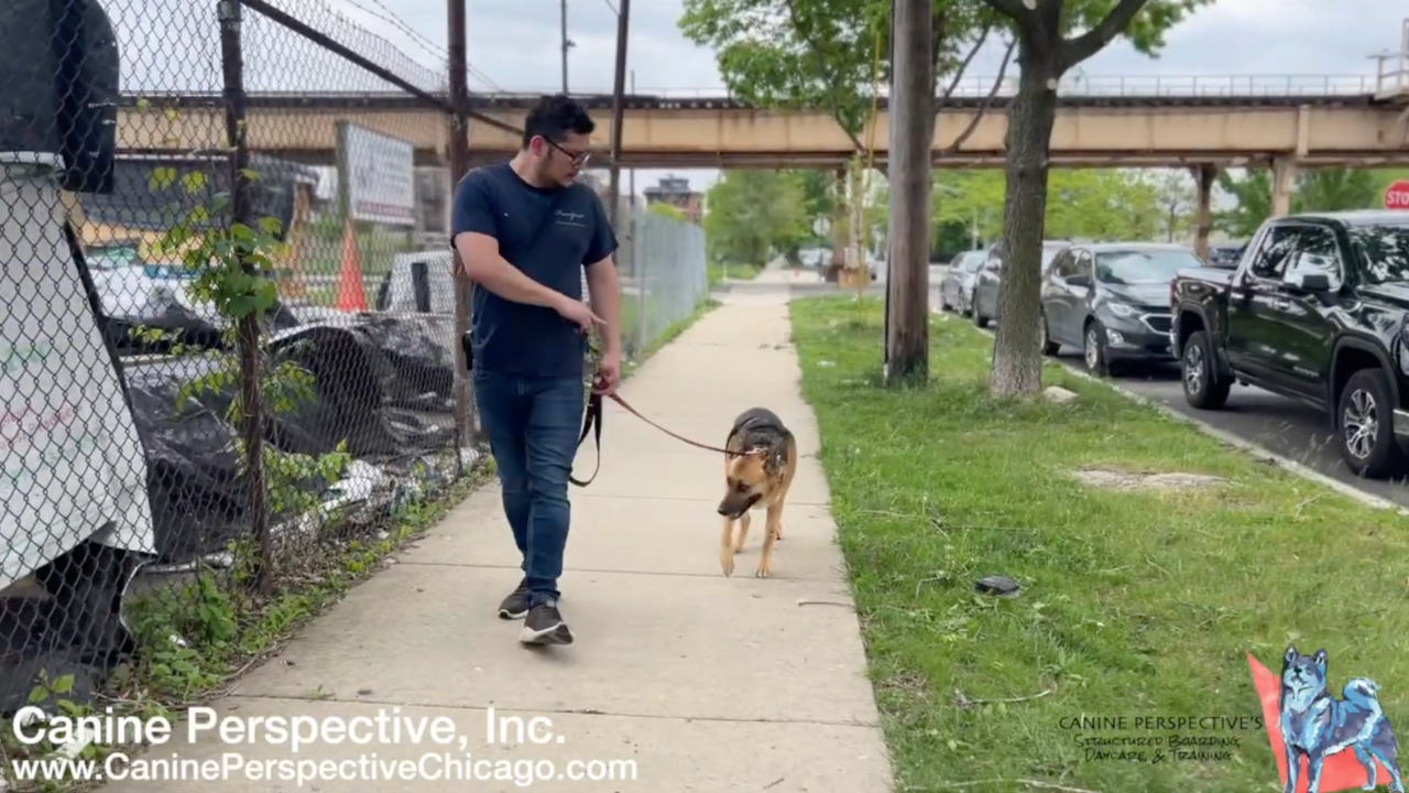 Anxious German Shepherd learning heel during a board and train program with a Canine Perspective trainer in Chicago using structured leash and e-collar communication.