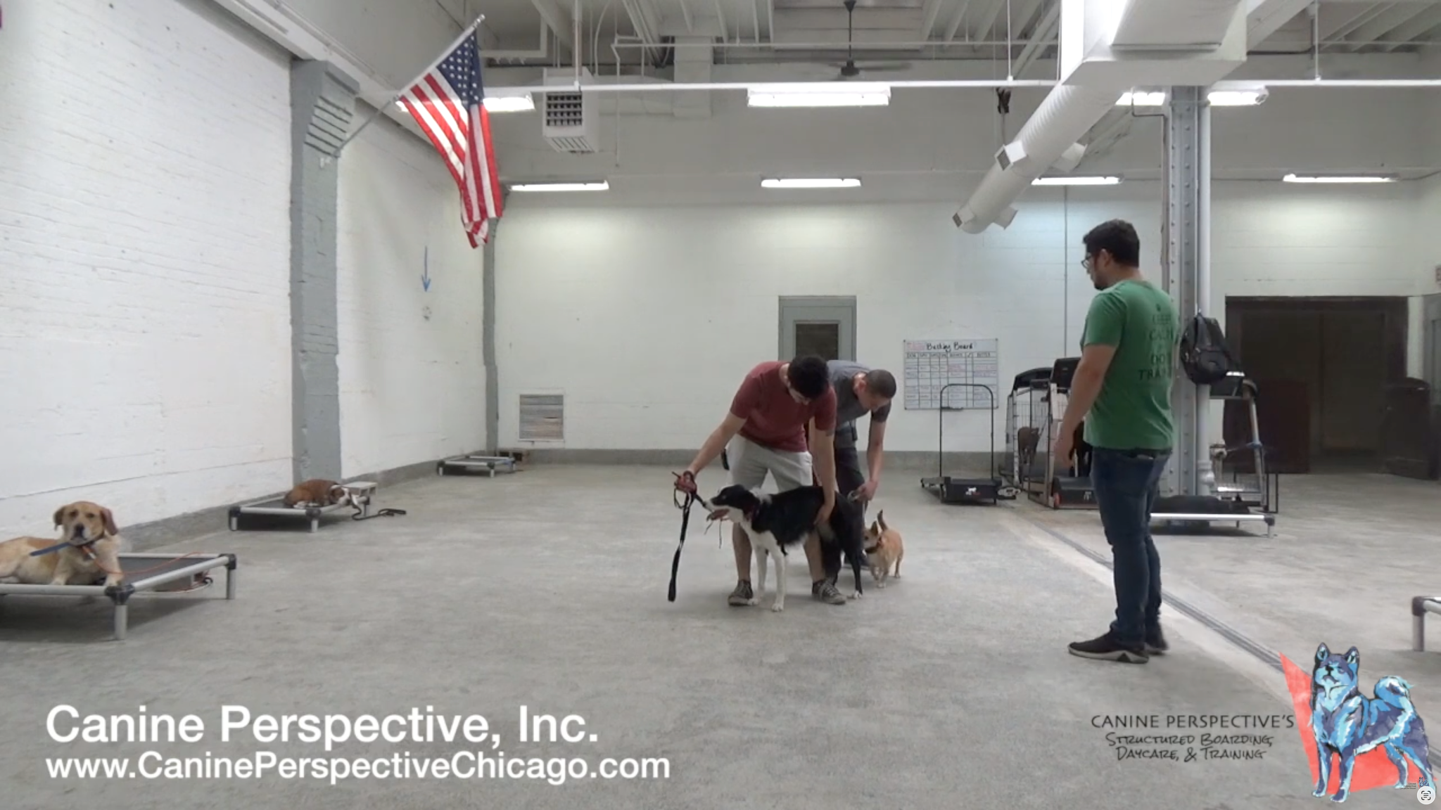 Professional dog trainers conducting a controlled socialization exercise with two reactive dogs in a structured indoor training environment while monitoring canine body language and behavior.