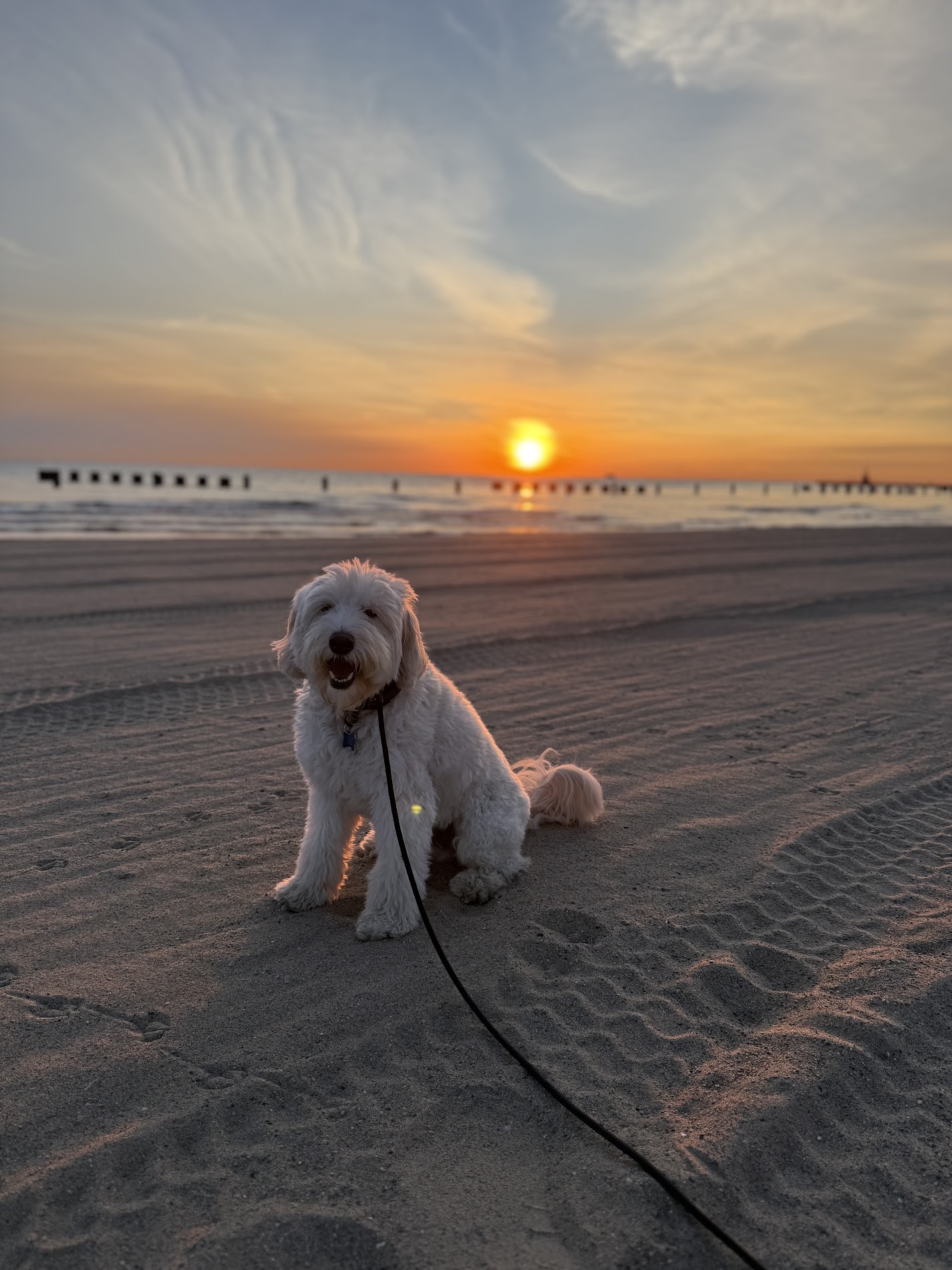Benji, a white dog rehabilitated through professional aggression training, sits calmly on a sandy beach at sunset enjoying off-leash freedom and a relaxed outdoor environment.