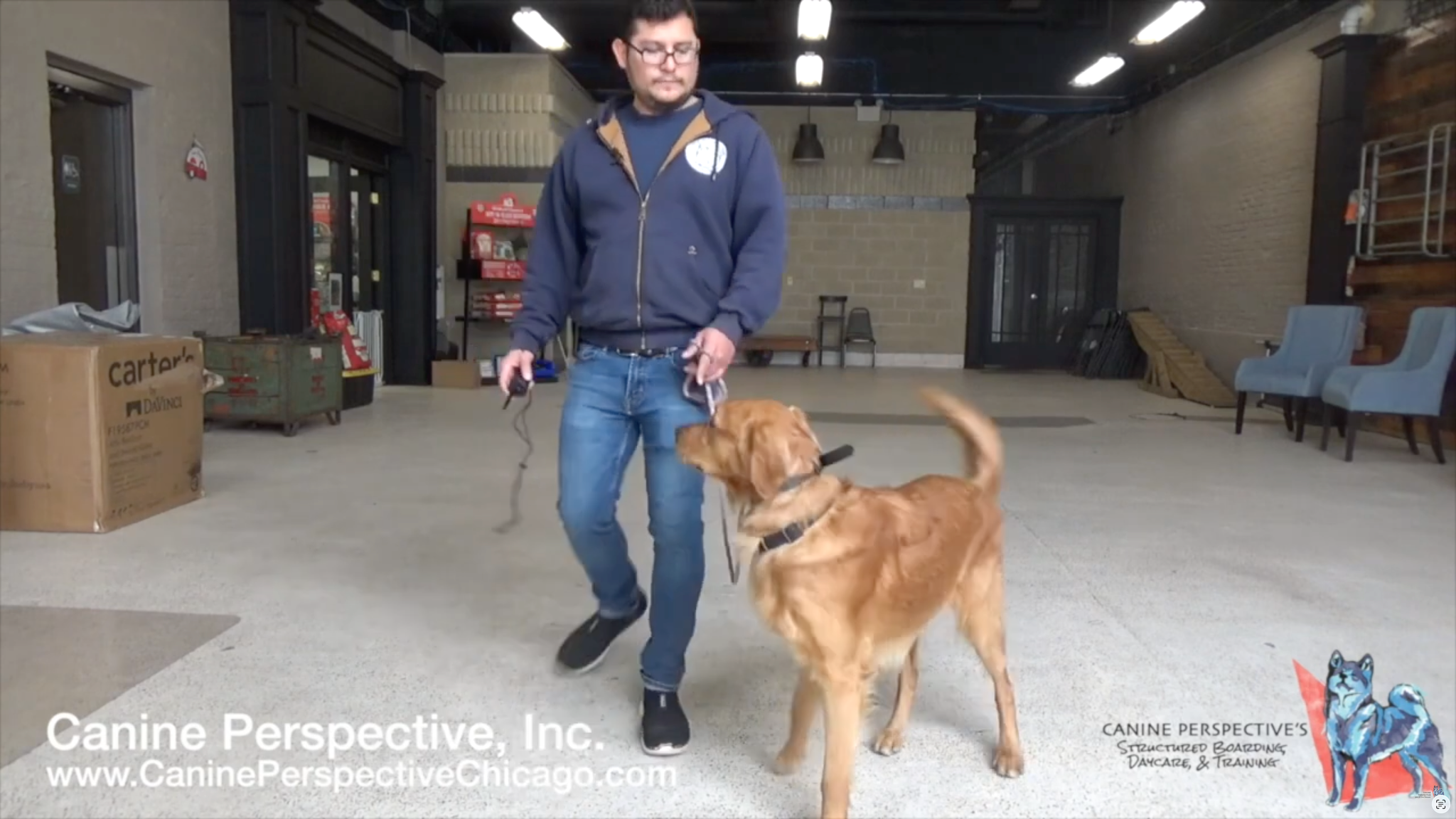 Golden Retriever learning the heel command during remote collar conditioning with a professional dog trainer at an indoor training facility, demonstrating proper leash handling and focus.