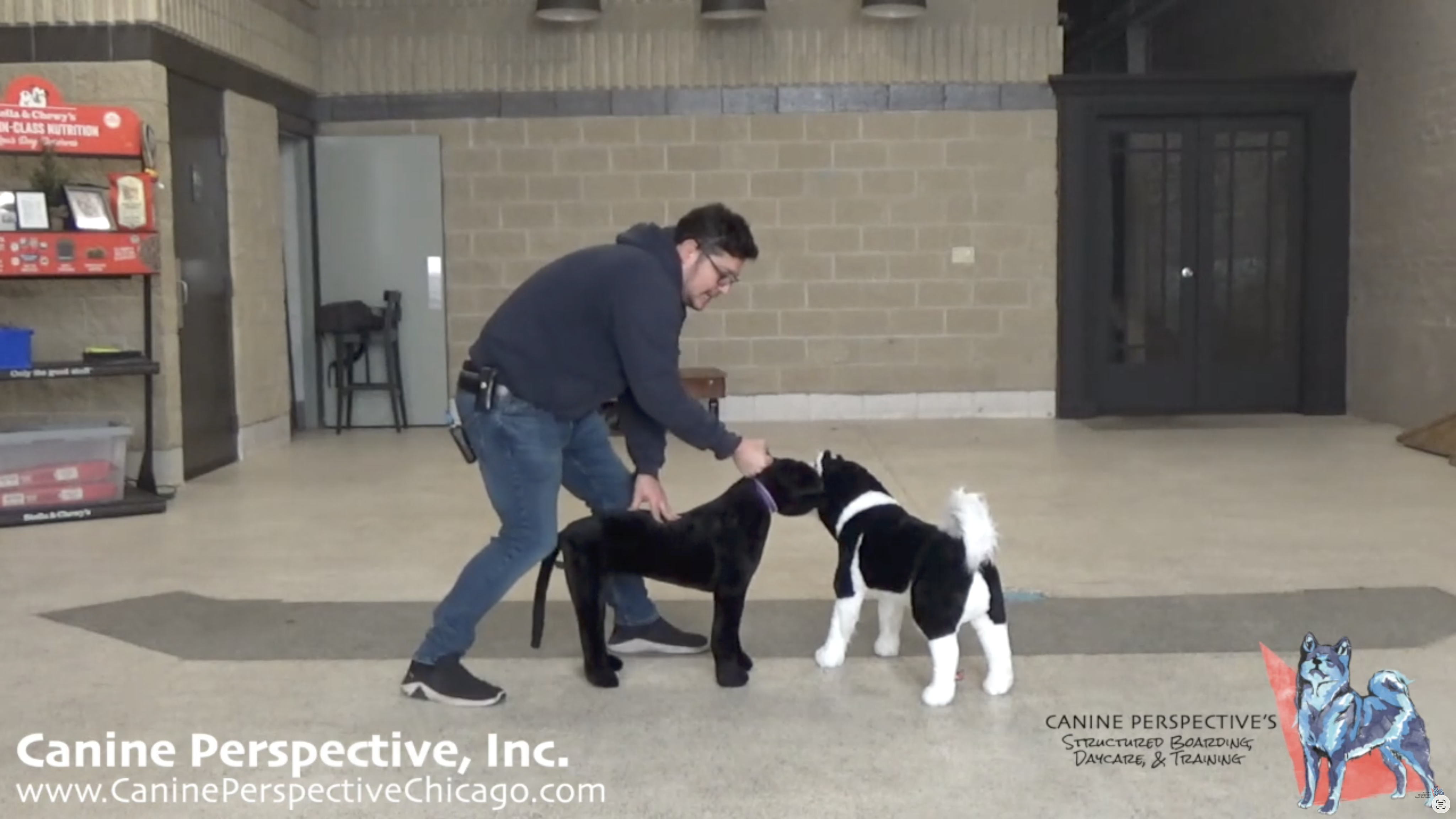 Professional dog trainer demonstrating a safe technique to encourage an attacking dog to release its bite using proper collar control during a controlled dog fight training demonstration.