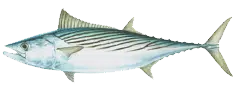 Graphic of a bonito fish on a white background