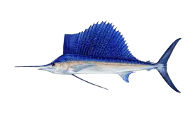 Graphic of a sailfish fish on a white background