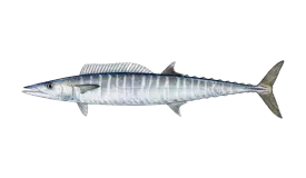 Graphic of a wahoo fish on a white background