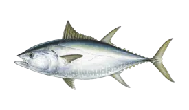 Graphic of a blue fin tuna fish on a white background