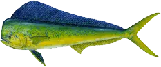 Graphic of a mahi mahi fish on a white background