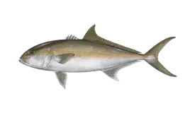 Graphic of an amberjack fish on a white background