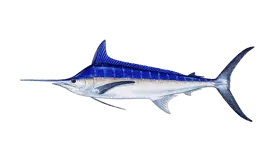 Graphic of a blue marlin fish on a white background