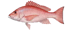 Graphic of a red snapper fish on a white background