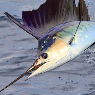 sailfish jumping out of water