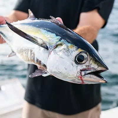 person holing a blue fin tuna