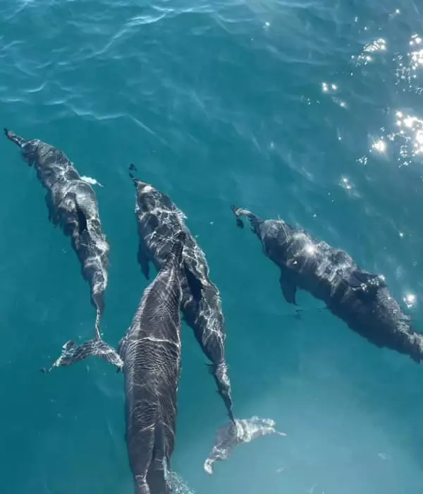 Dolphins swimming in the caribbean