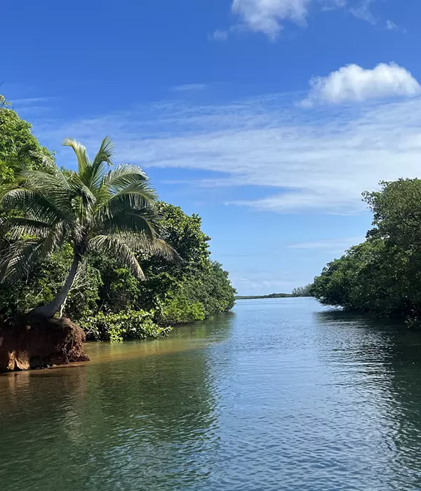 water passage with mangroves and palm trees on both sides