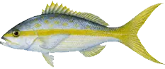 Graphic of a Yellow tail snapper fish on a white background