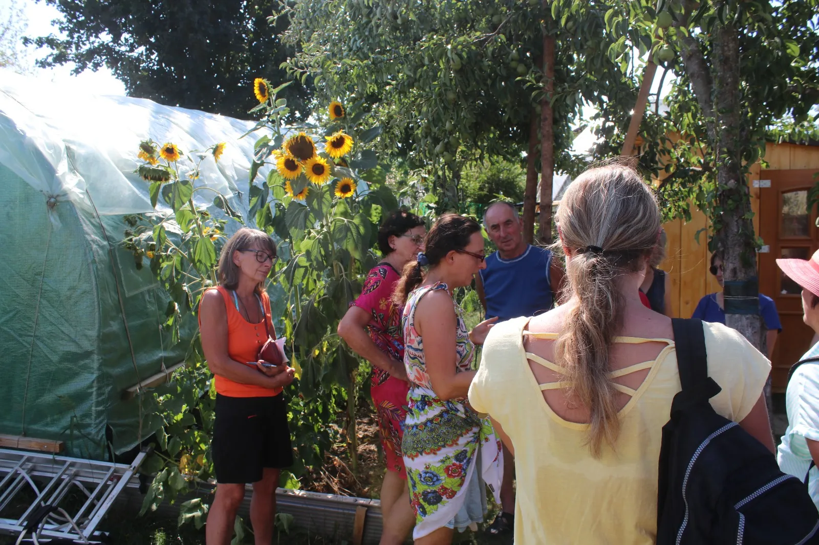 Gäste im Schaugarten zwischen Sonnenblumen