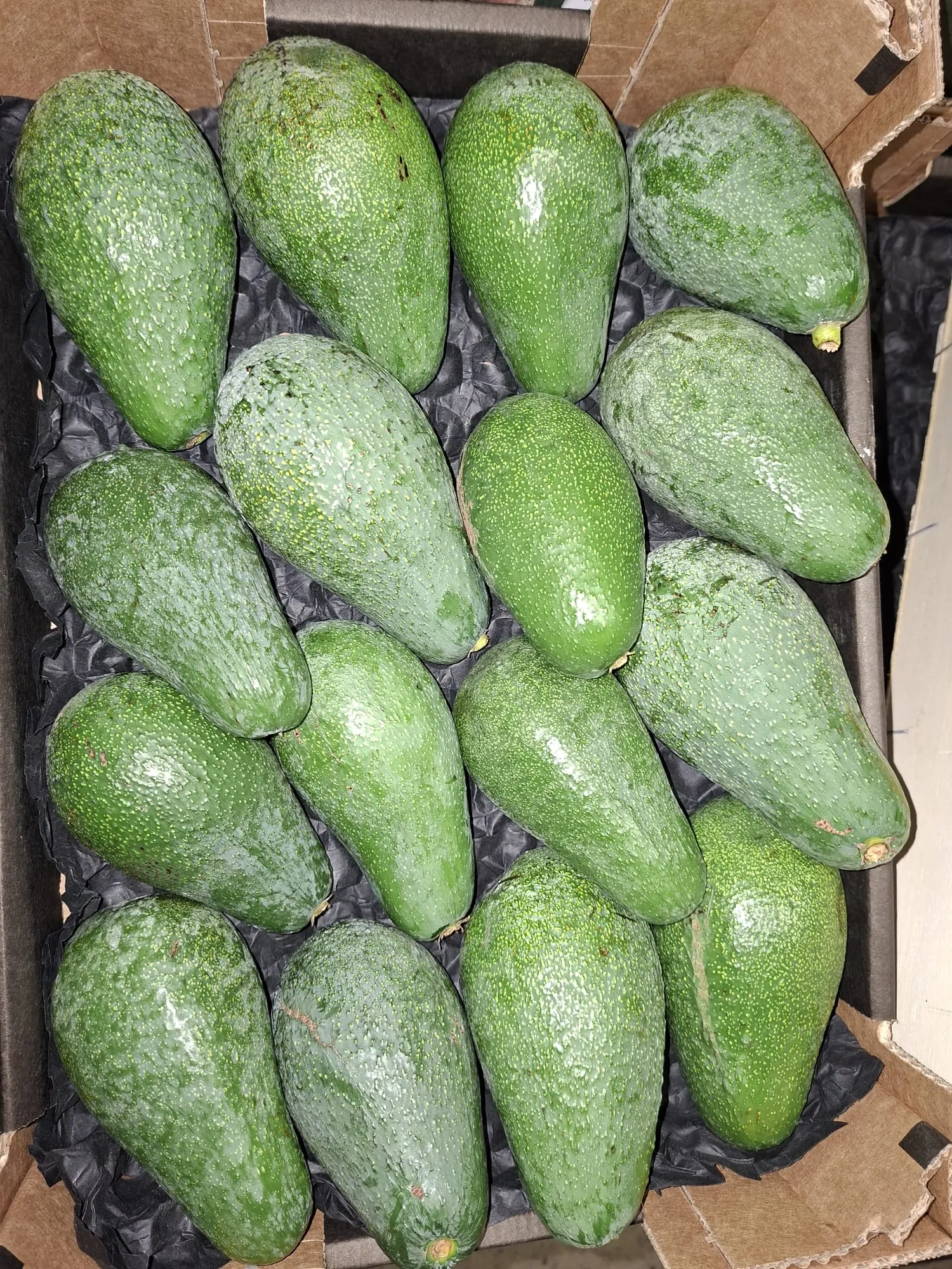 Südfrucht
