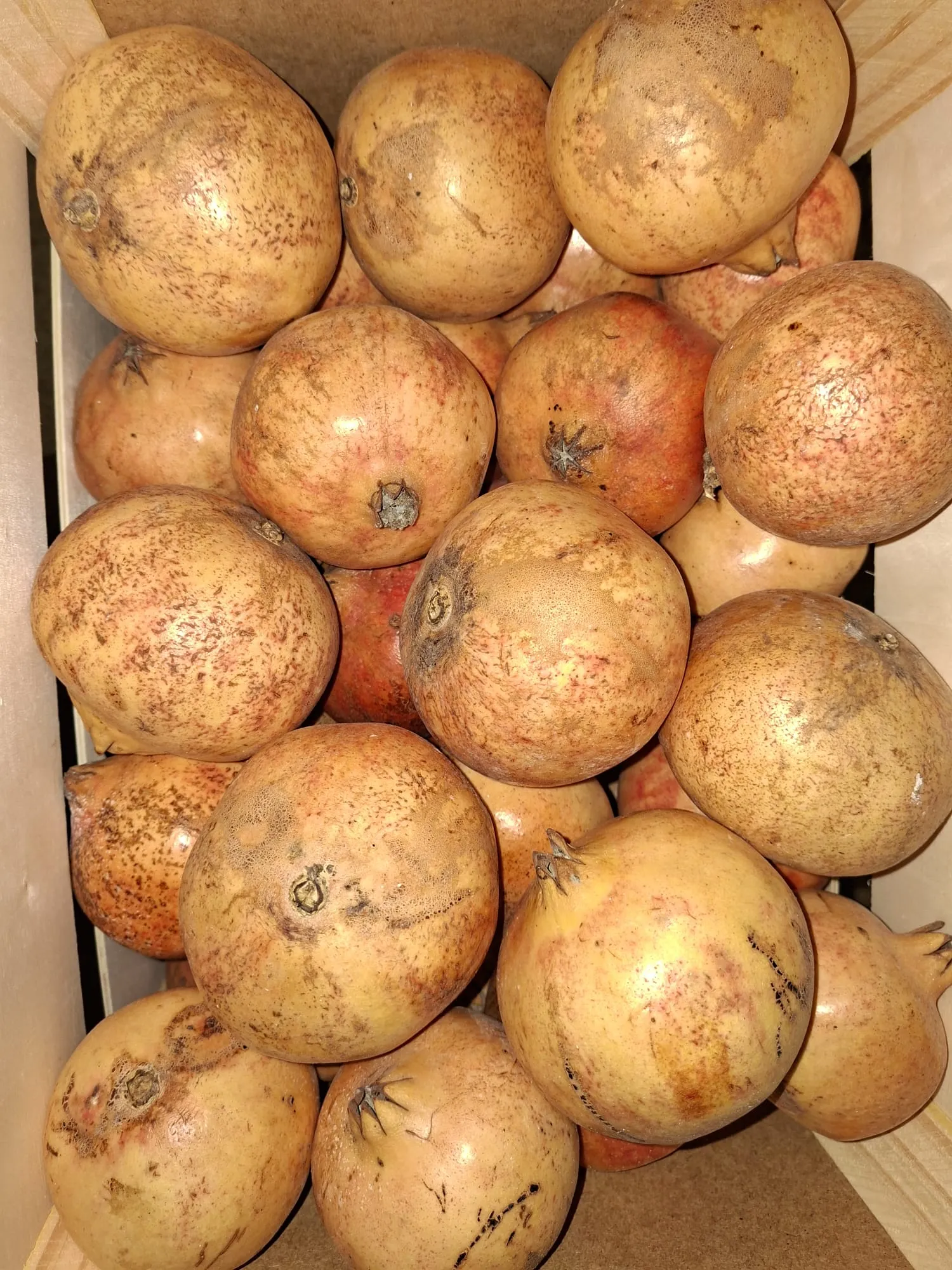 Südfrucht