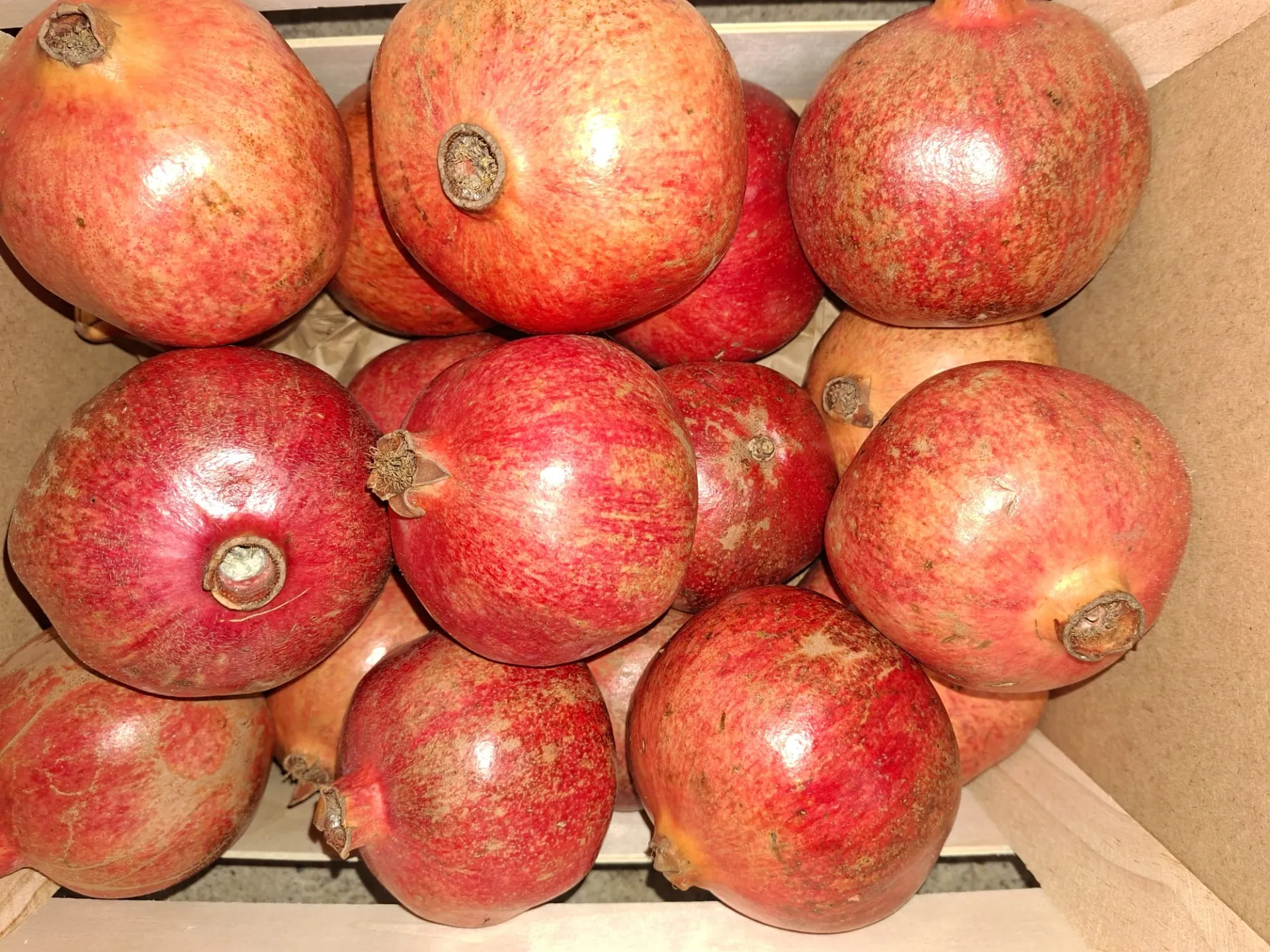 Südfrucht