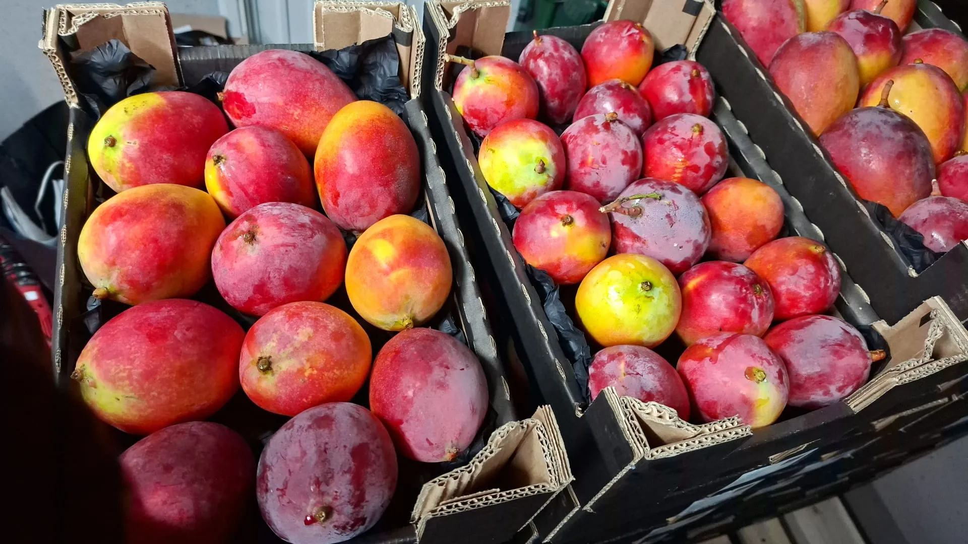 Südfrucht