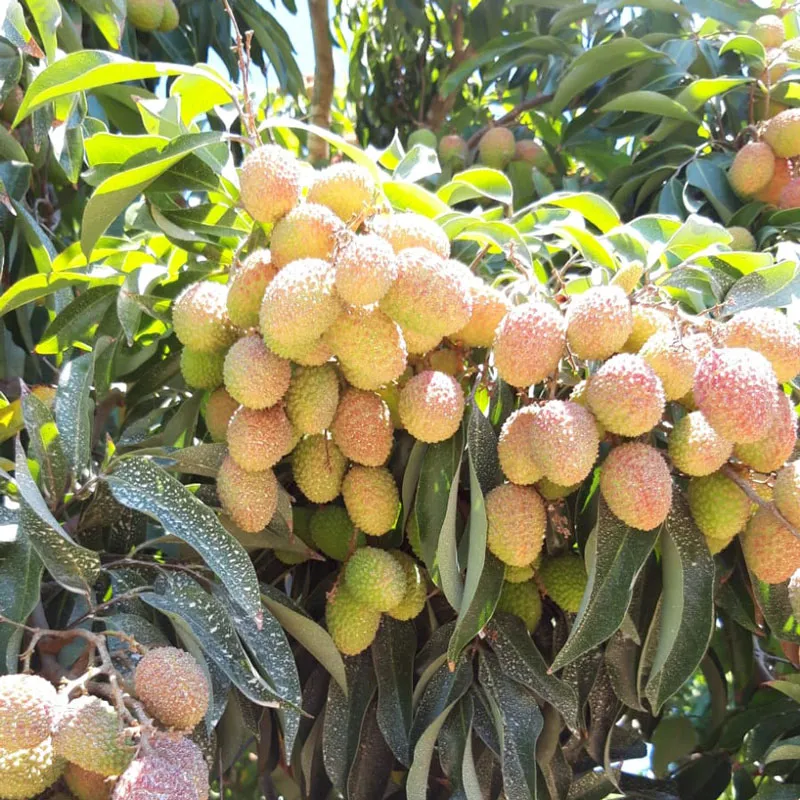 Südfrucht
