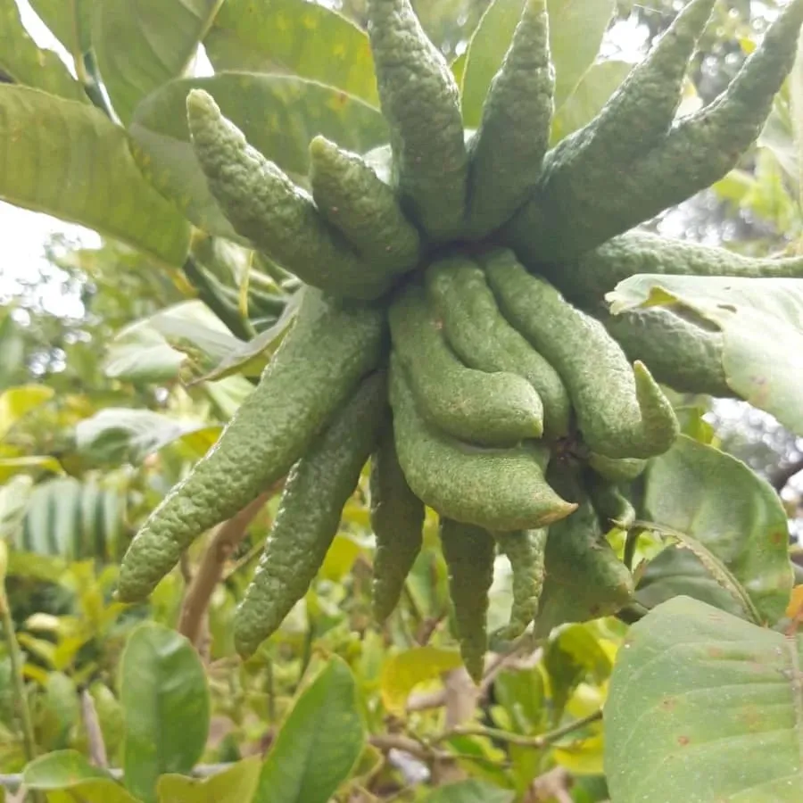 Südfrucht