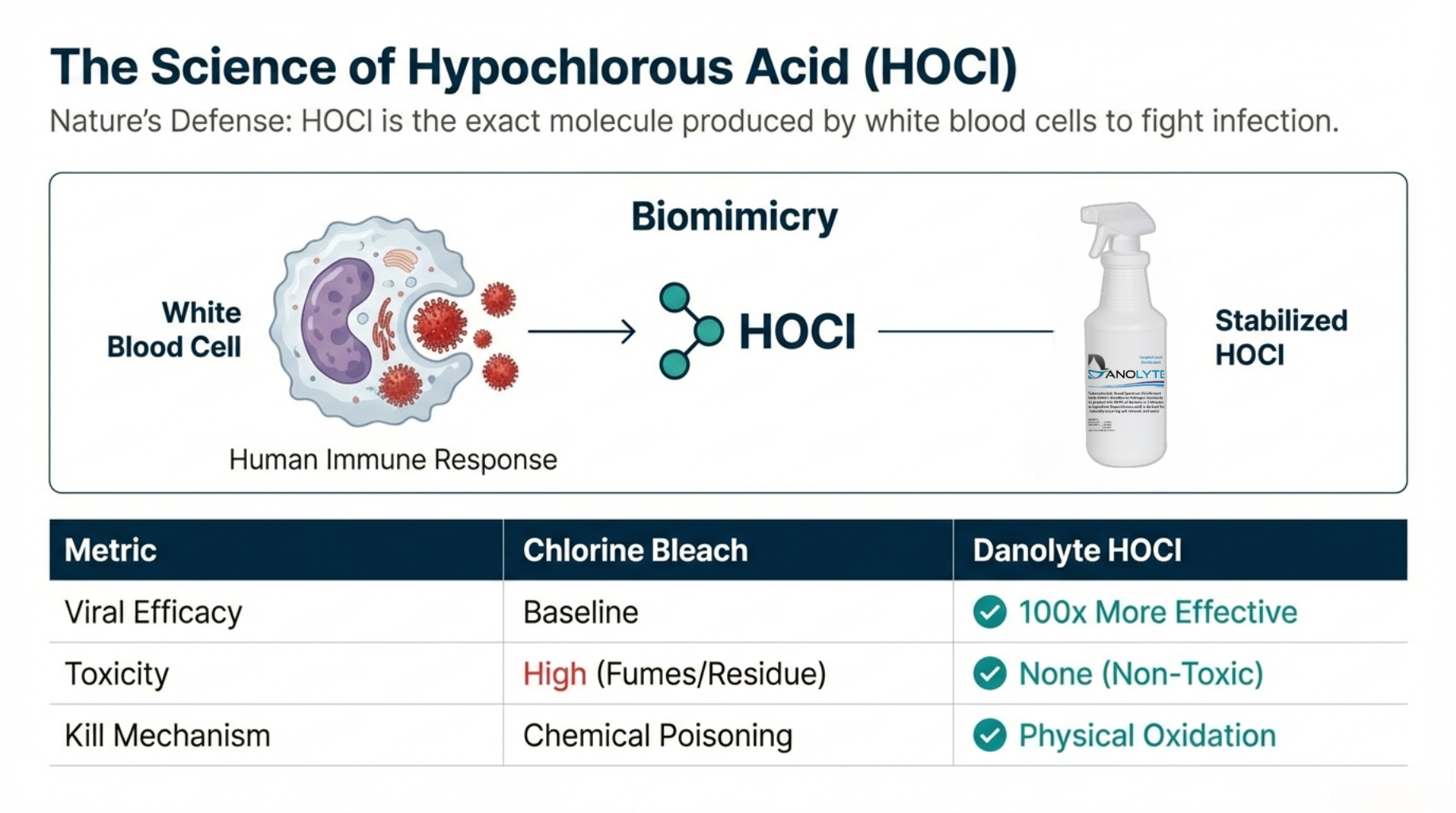 Biomimicry: a white blood cell makes hypochlorous acid (HOCl), the same molecule inside a bottle of Danolyte