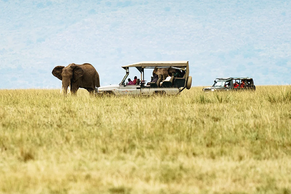 Guests in open safari vehicles drawn up beside elephants in the golden grass