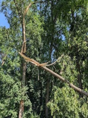 {{ custom_values.service_4 }} in {{custom_values.area_1})