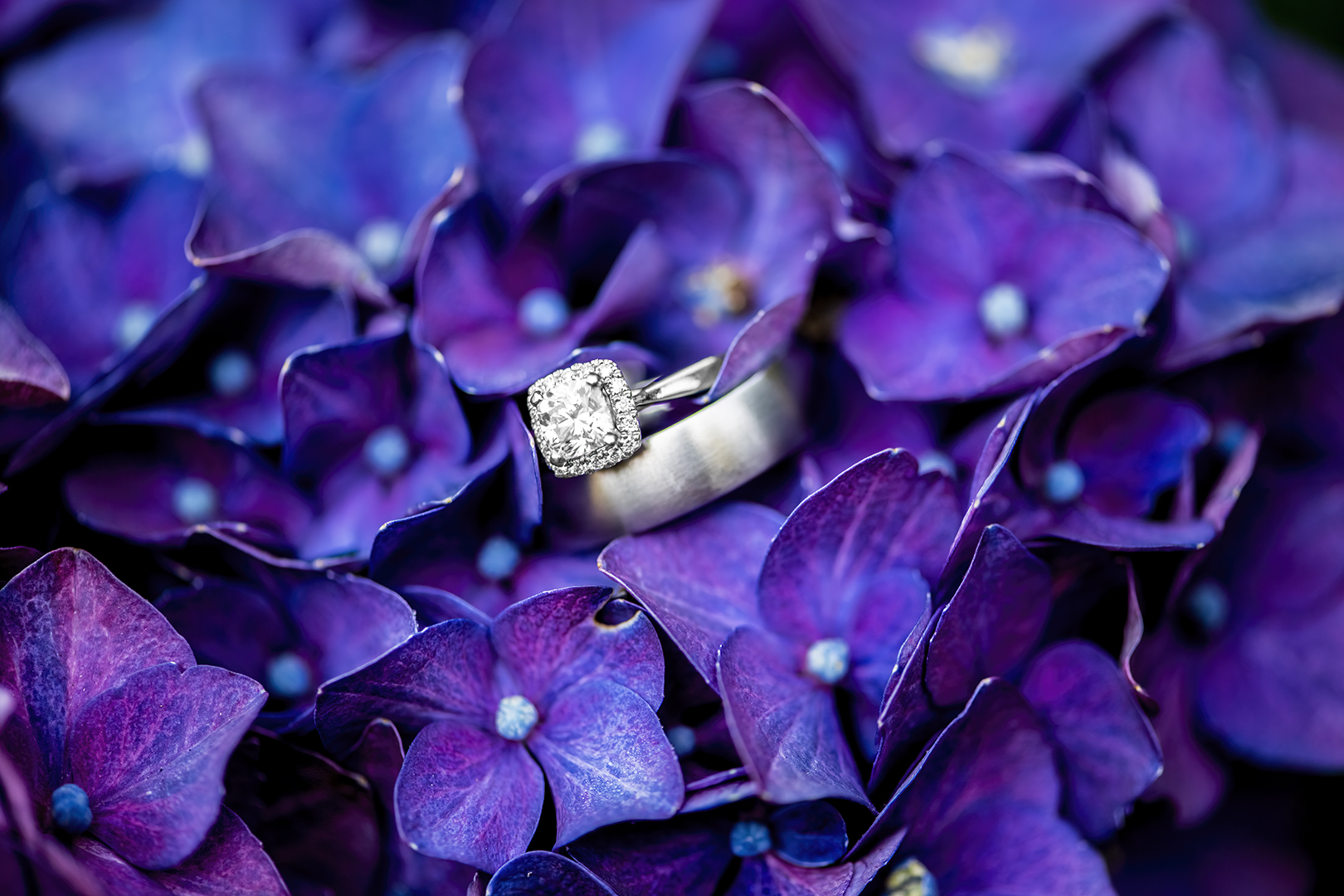 White gold wedding bands nestled in a bouquet of deep purple hydrangeas. 