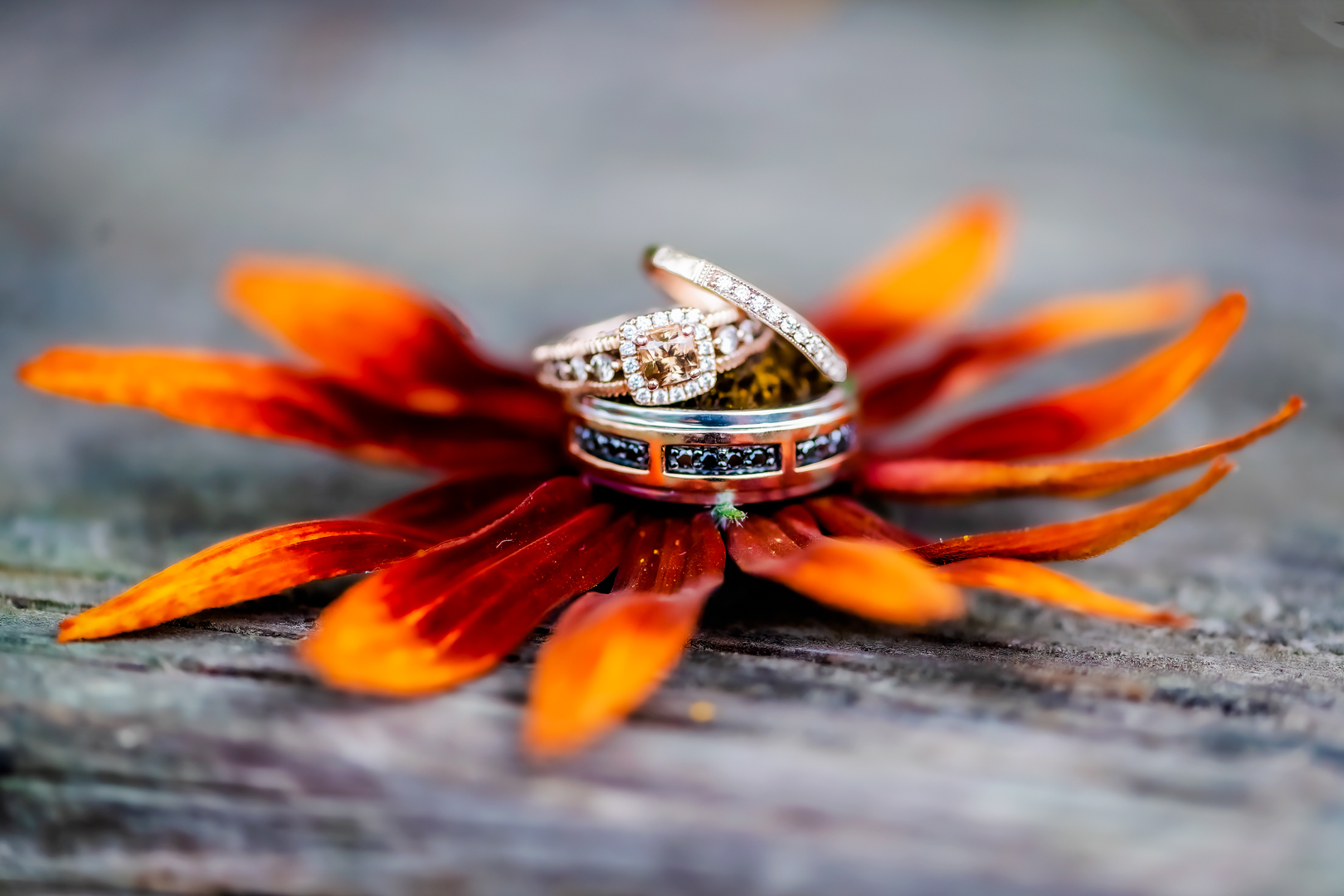 Wedding rings sitting on the petals of an orange flower. The flower is sitting on a piece of wood. 