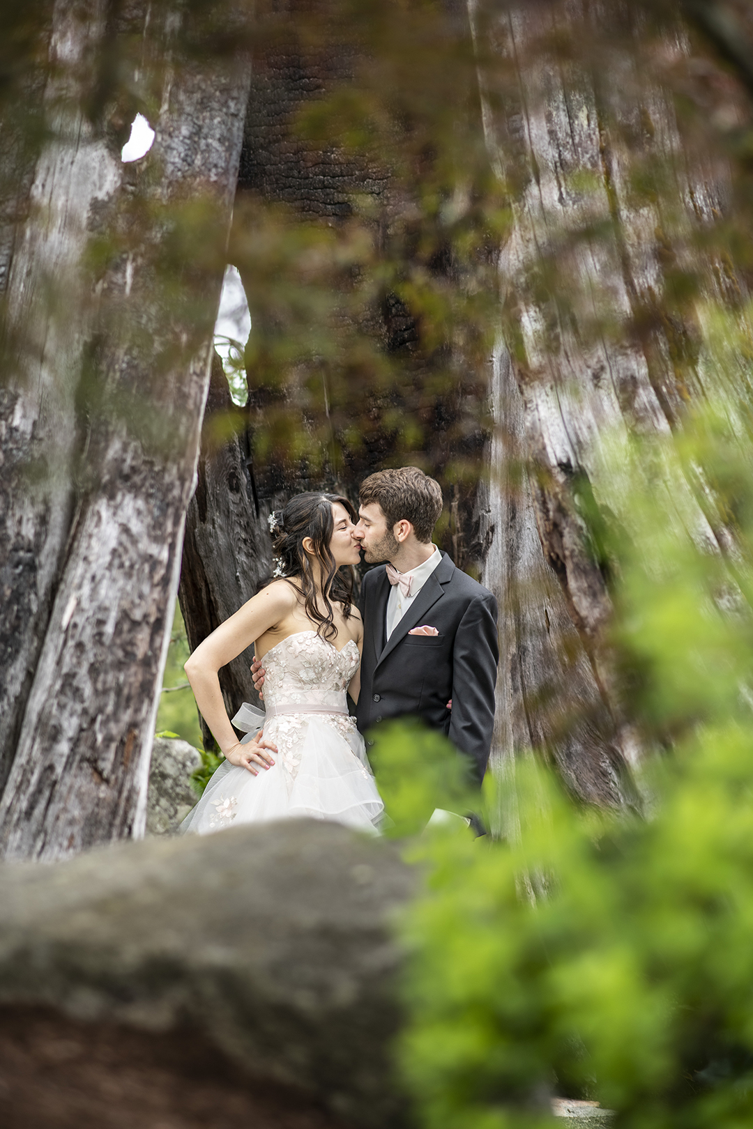 Couple kissing inside the trunk of a tree struck by lightening at Willows Lodge in Woodinville.