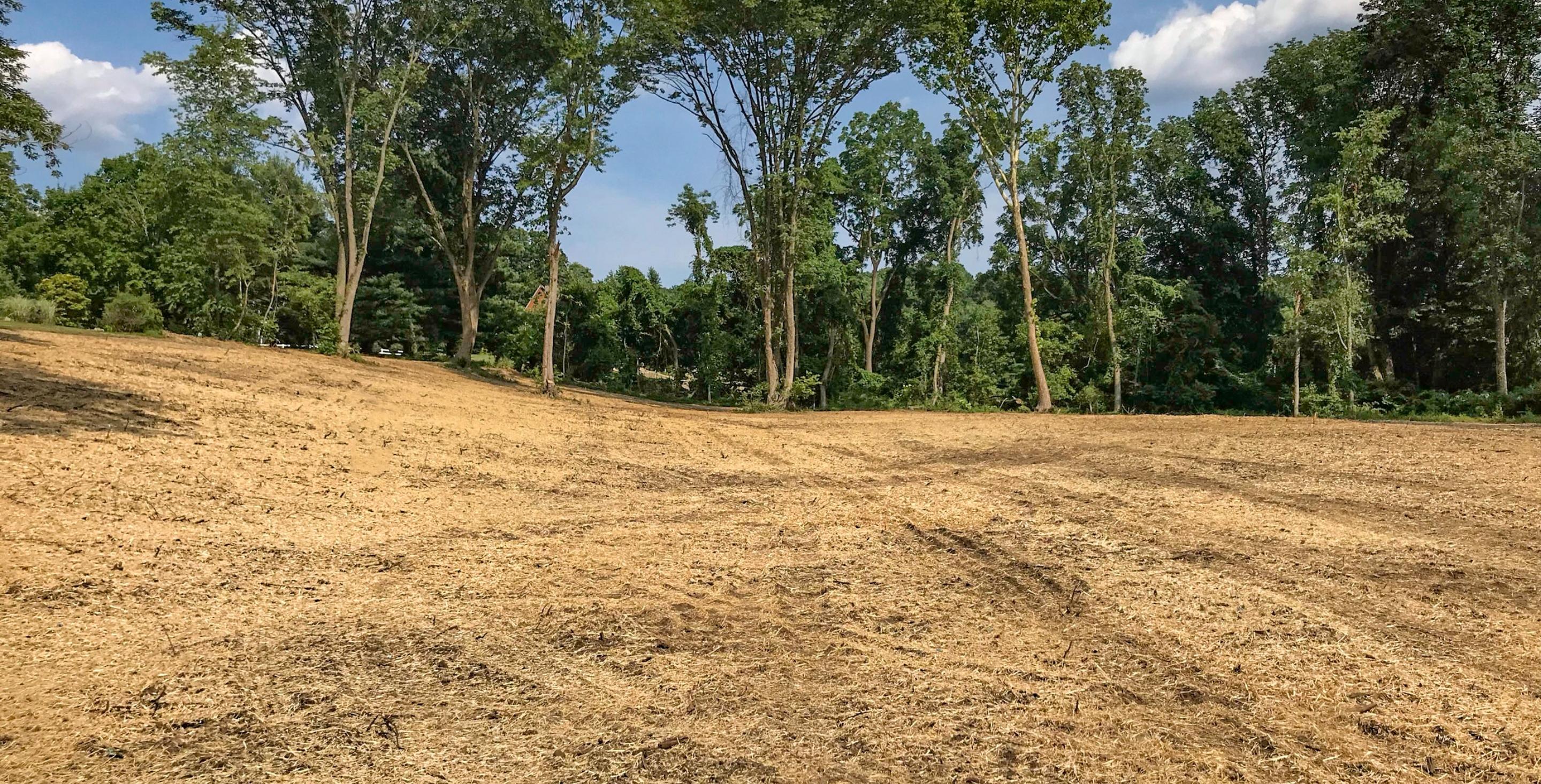 Lot Clearing