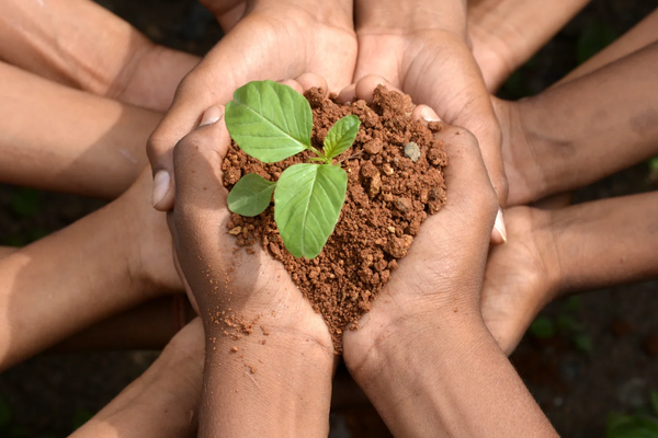 Why SaveSorb's Natural Plant Material Absorbent is the Best Alternative to Kitty Litter for Spill Management