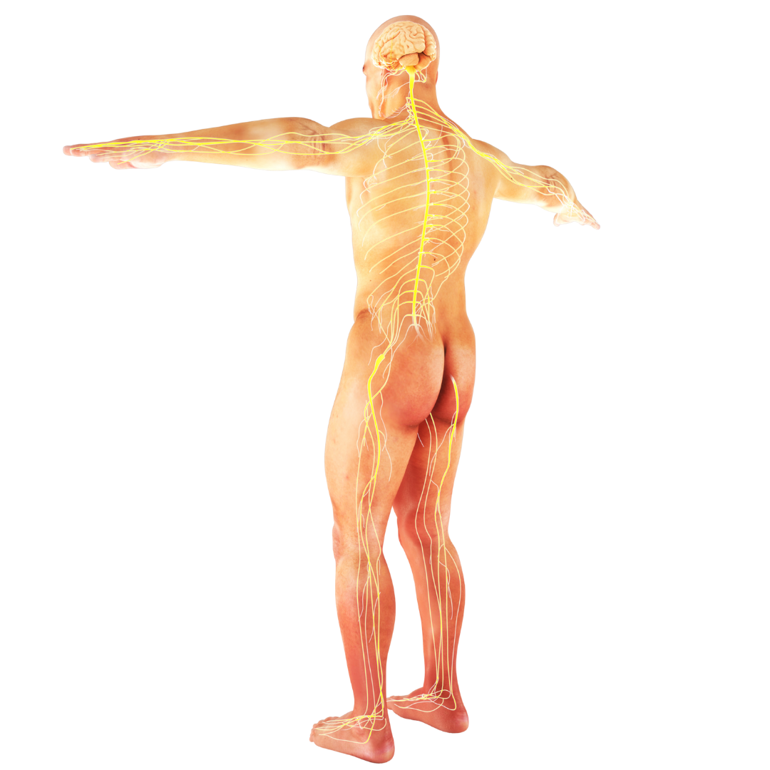 Human Body