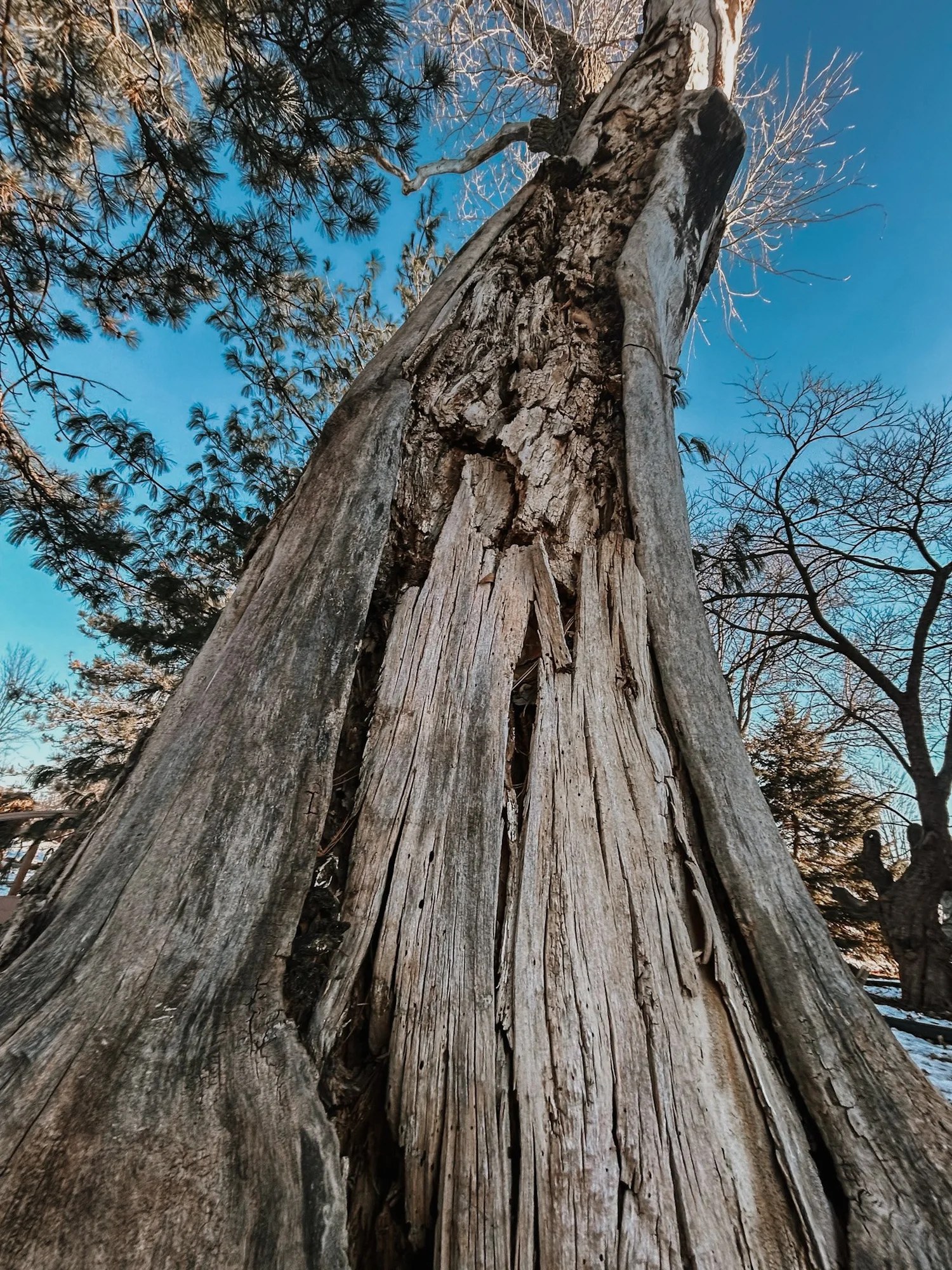 Tree Removal — Reliable Tree Service LLC