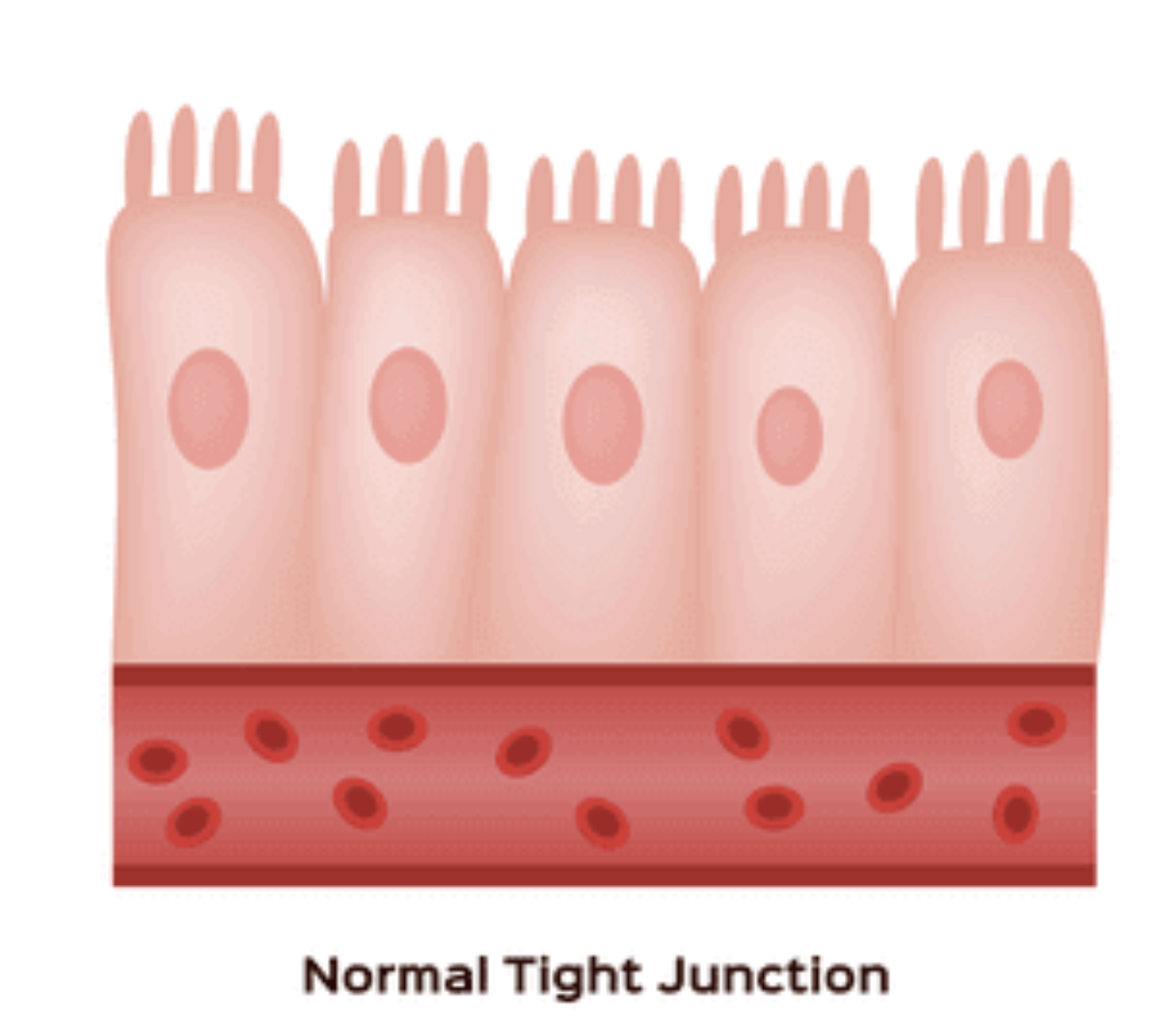 Illustration of a healed gut lining