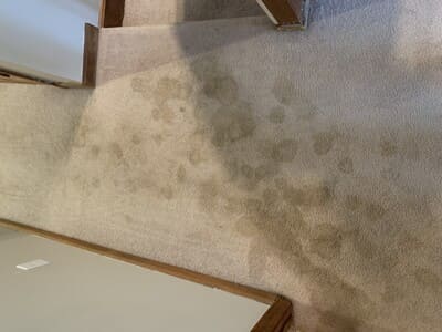 Carpet cleaning in Dallas Ga