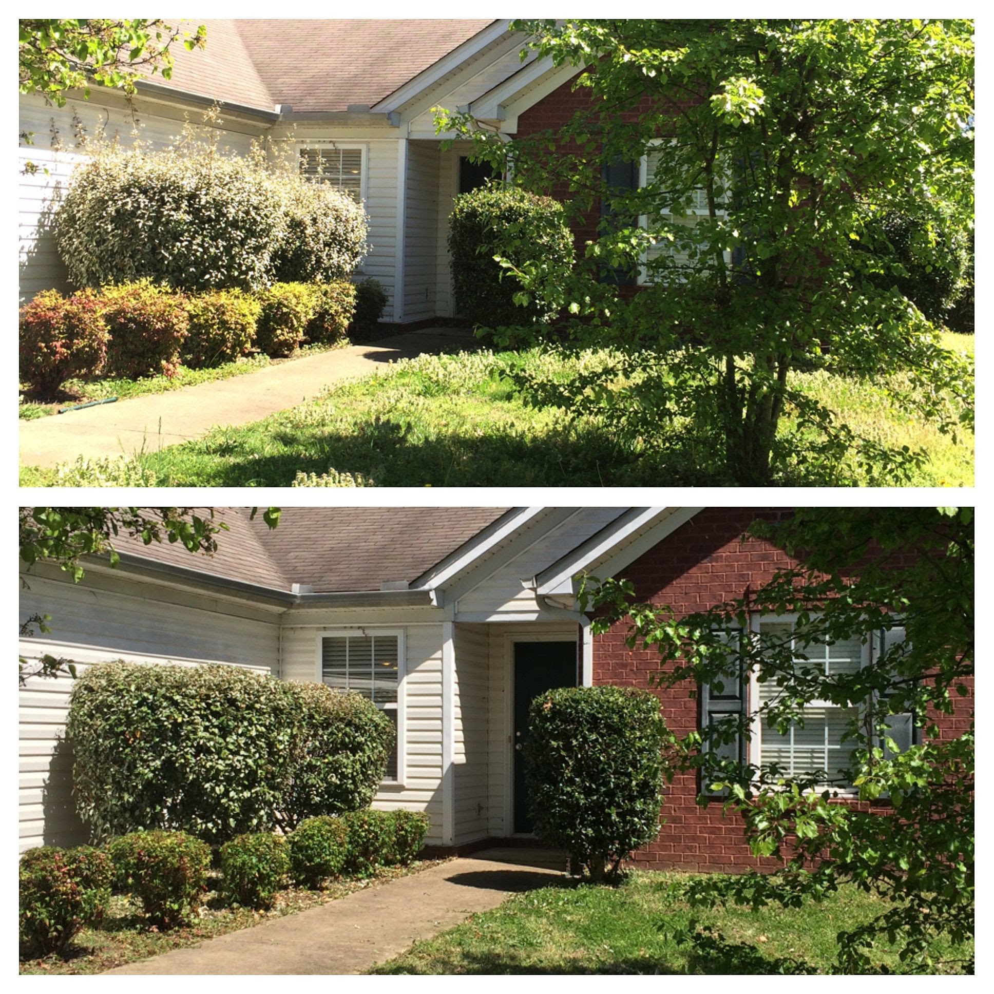 before after trimming landscaping