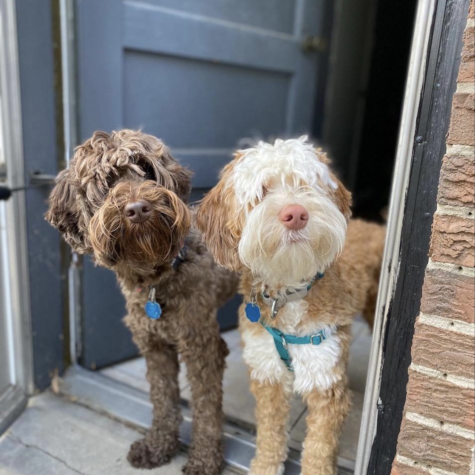 Professional Pets Pet Care Services