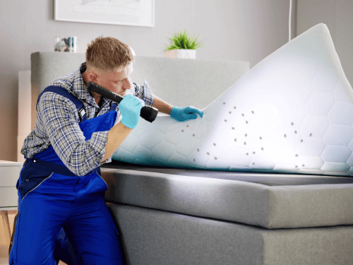 Insect Treatment in Montreal